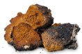 BuddhaTea Chaga Tea - wildcraft3