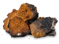 BuddhaTea Chaga Tea - wildcraft3