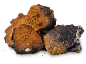 BuddhaTea Chaga Tea - wildcraft3