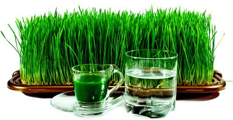 juice-of-wheat-germs