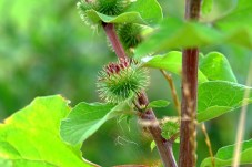 burdock-889965_640