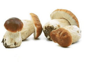 griby-ot-raka.-lechenie-raka-gribami